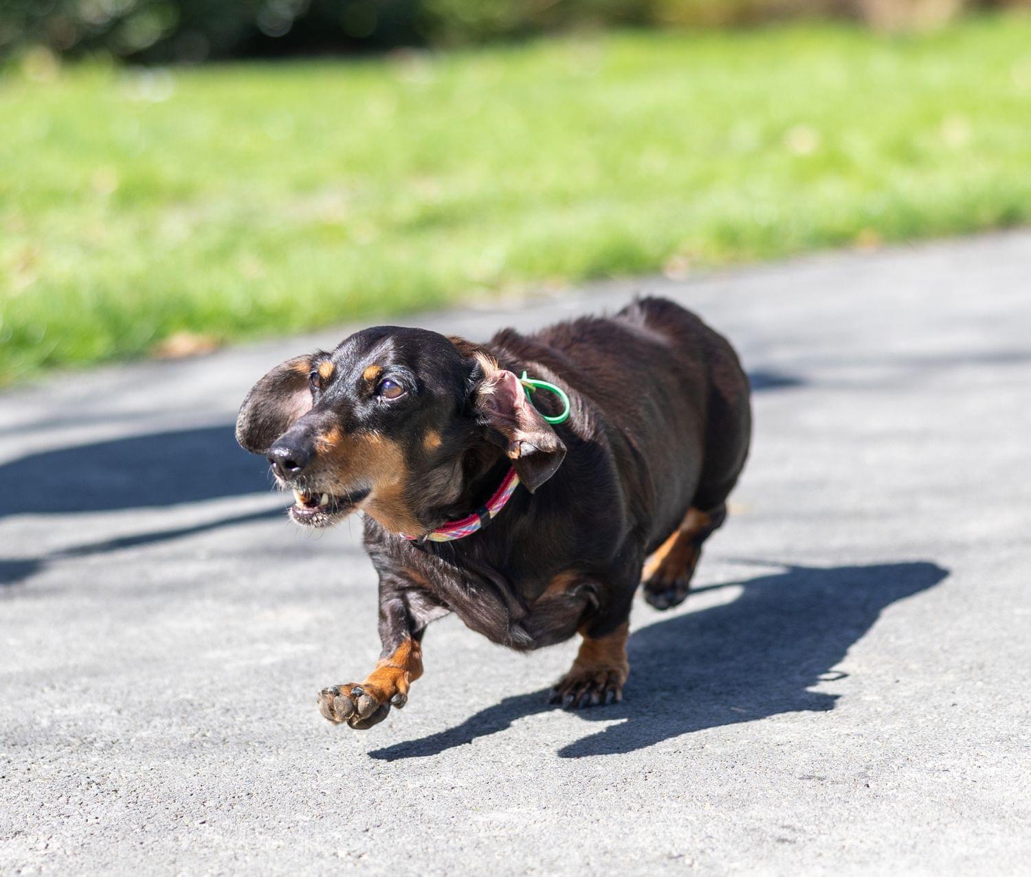 How to take good photos of your pets